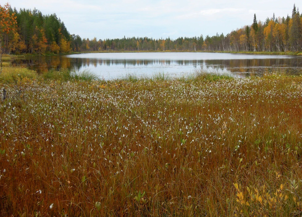 Sodankylään suunniteltu Sakatin kaivos tulisi aivan Viiankiaavan luonnonsuojelualueen viereen, osa kaivoksesta suojellun suon alle. Kuva vuodelta 2015. LEHTIKUVA / RITVA SILTALAHTI .