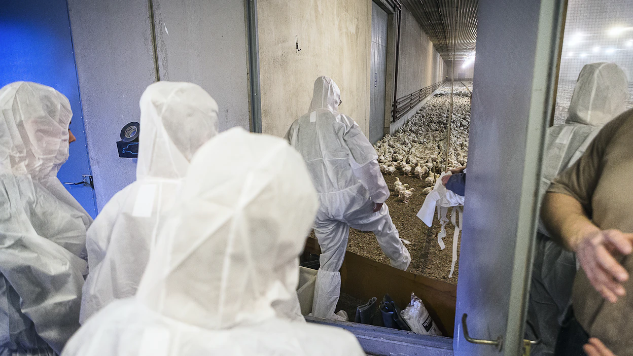 Suomessa siipikarjatilojen bioturvallisuudesta huolehditaan hyvin. Eläinlääketieteen opiskelijoita menossa broilerihalliin.