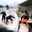 Islantilaiset valaanpyytäjät leikkasivat auki 35-tonnista sillivalasta vuonna 2009. LEHTIKUVA/AFP.
