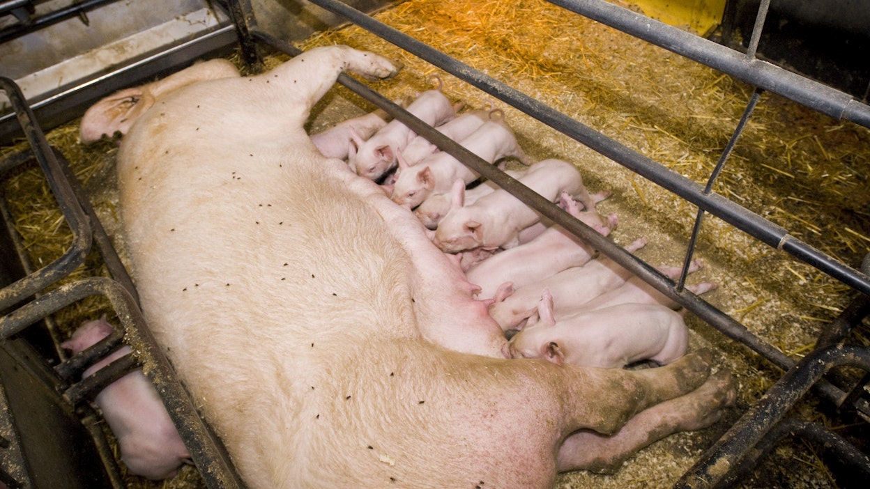 Ensi vuoden alusta Suomessa voimaan astuva eläinten hyvinvointilaki kieltää uudet, kiinteärakenteiset porsitushäkit.