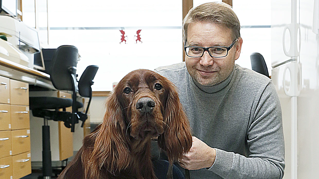”Rotu on tärkein tekijä persoonallisuuden taustalla, mutta persoonallisuuteen vaikuttavat monet perinnölliset ja ei-perinnölliset tekijät mutkikkaalla tavalla”, tähdentää tiedotteessa professori <strong id="strong-eaf66ac373eeeb4c6707c465c4f377df">Hannes Lohi </strong>eläinlääketieteellisestä tiedekunnasta.