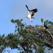 Sääksiä odotetaan Suomeen talvehtimisalueeltaan Afrikasta tämän kuun alkupuoliskolla. Arkistokuvassa kalasääsket pesällään Kouvolassa.