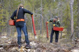 Metsää on uudistettu tasaiseen tahtiin viime vuosina.