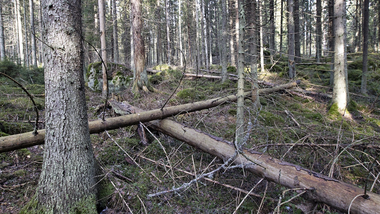 Suomen vanhat metsät kätkevät yhä sisäänsä täysin tuntematonta lajistoa.