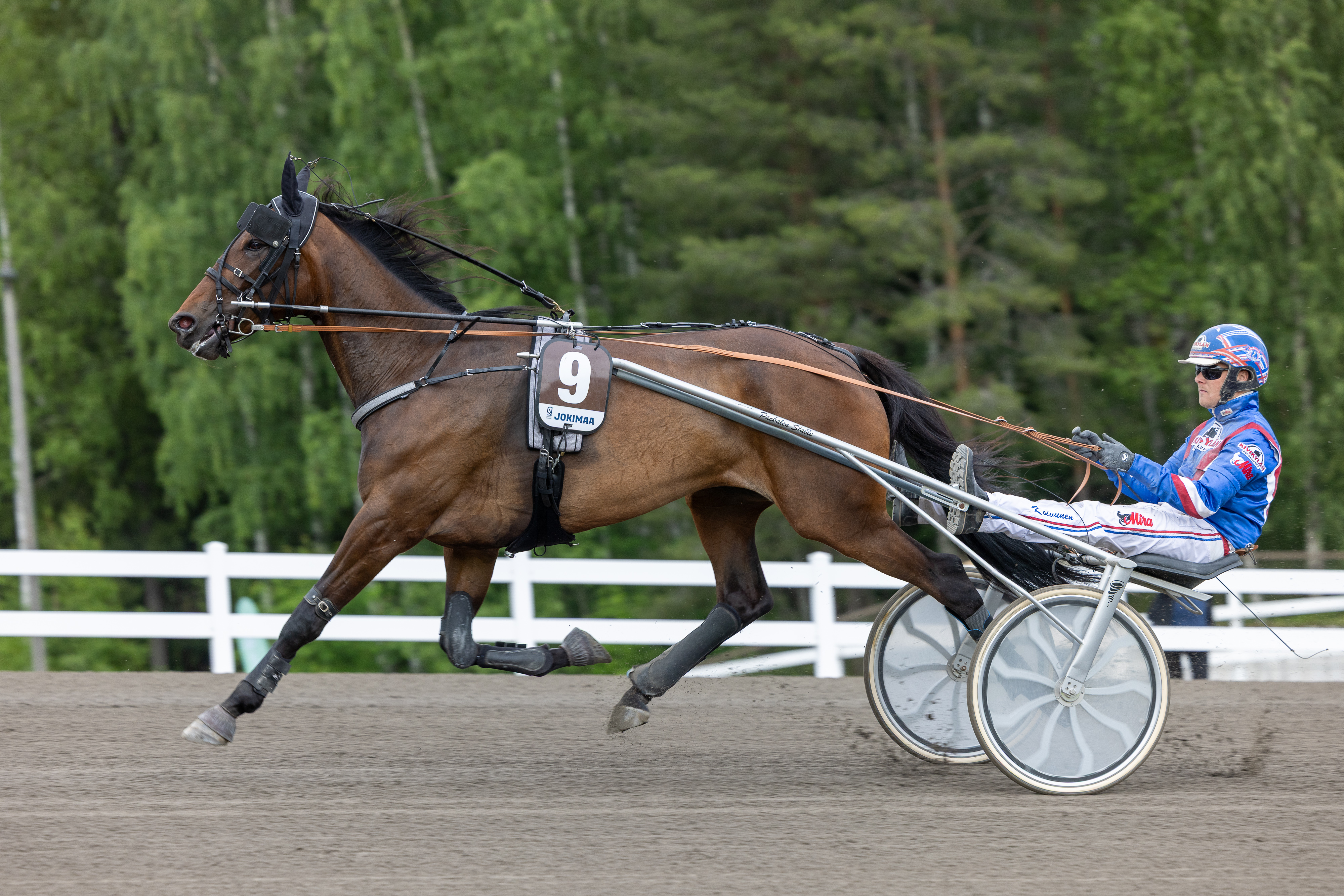 Marier Mili kuvattuna Lahdessa Olli Koivunen rattaillaan. Mikkelissä tamman ohjat saa Ari Moilanen.