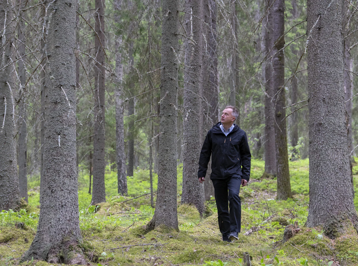 Tämä 17 hehtaarin kuusivaltainen metsä suojeltiin hiljattain vapaaehtoisen Metso-ohjelman kautta. Alueen tarina on erikoinen: se erottiin vuonna 1920 torpaksi Branderin kotitilasta. Nyt se palasi päätilan omistukseen.