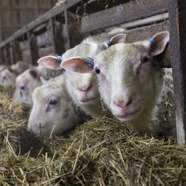 Osa lammastiloista siirsi sovittua teurastusaikaa, jotta palkkion saamiseen vaadittu tilallapitoaika ehtii täyttyä. 