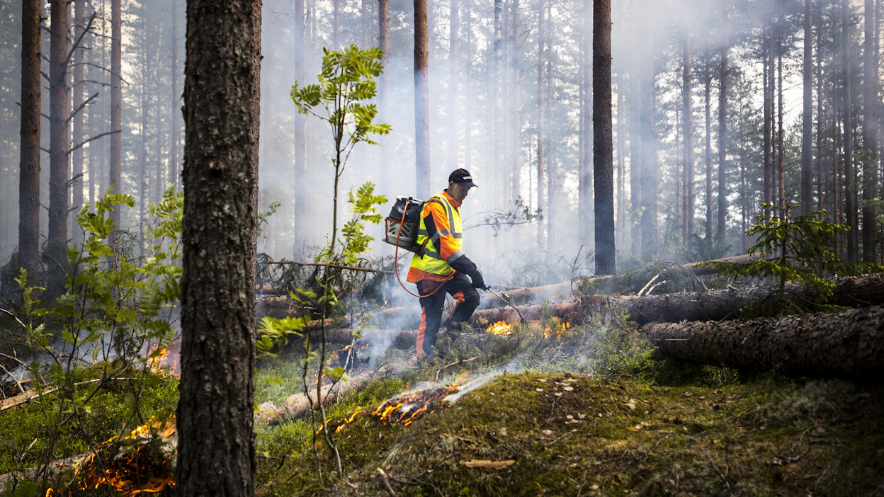 Metsien ennallistaminen aloitetaan Natura 2000 alueilla.Vuode 2030 jälkeen ennallistimen saattaa ulottua näiden alueiden ulkopuolellekin.