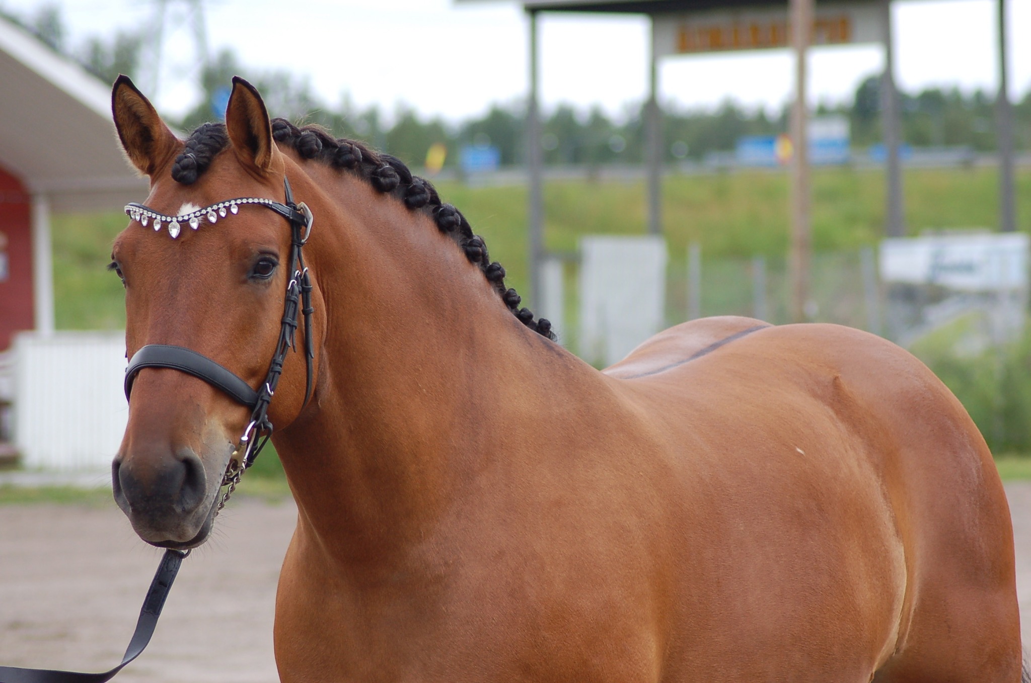 Overseeaceans on lempeä hevonen.