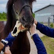 Kilpailueläinlääkäri tekee askellajiratsastuskilpailuissa hevosille perusteellisen terveystarkastuksen ennen kilpailua ja starttien jälkeen varustetuomari tarkistaa hevosen suun ja varusteet.