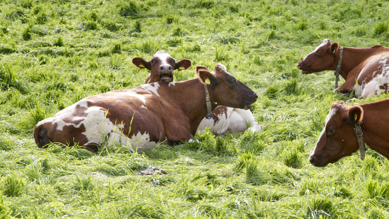 Luomumaitoa on markkinoilla kulutukseen nähden runsaasti, perustelee Friesland Campina. Arkistokuva.