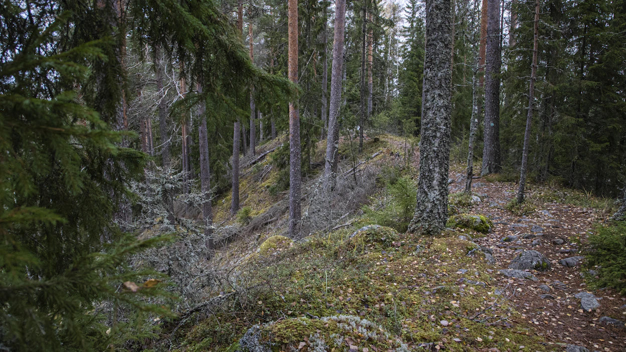 Metsähallituksen metsät ovat pääasiassa karuja tai kuivahkoita kankaita, joissa ei ole paljon uhanalaisia eliöitä.