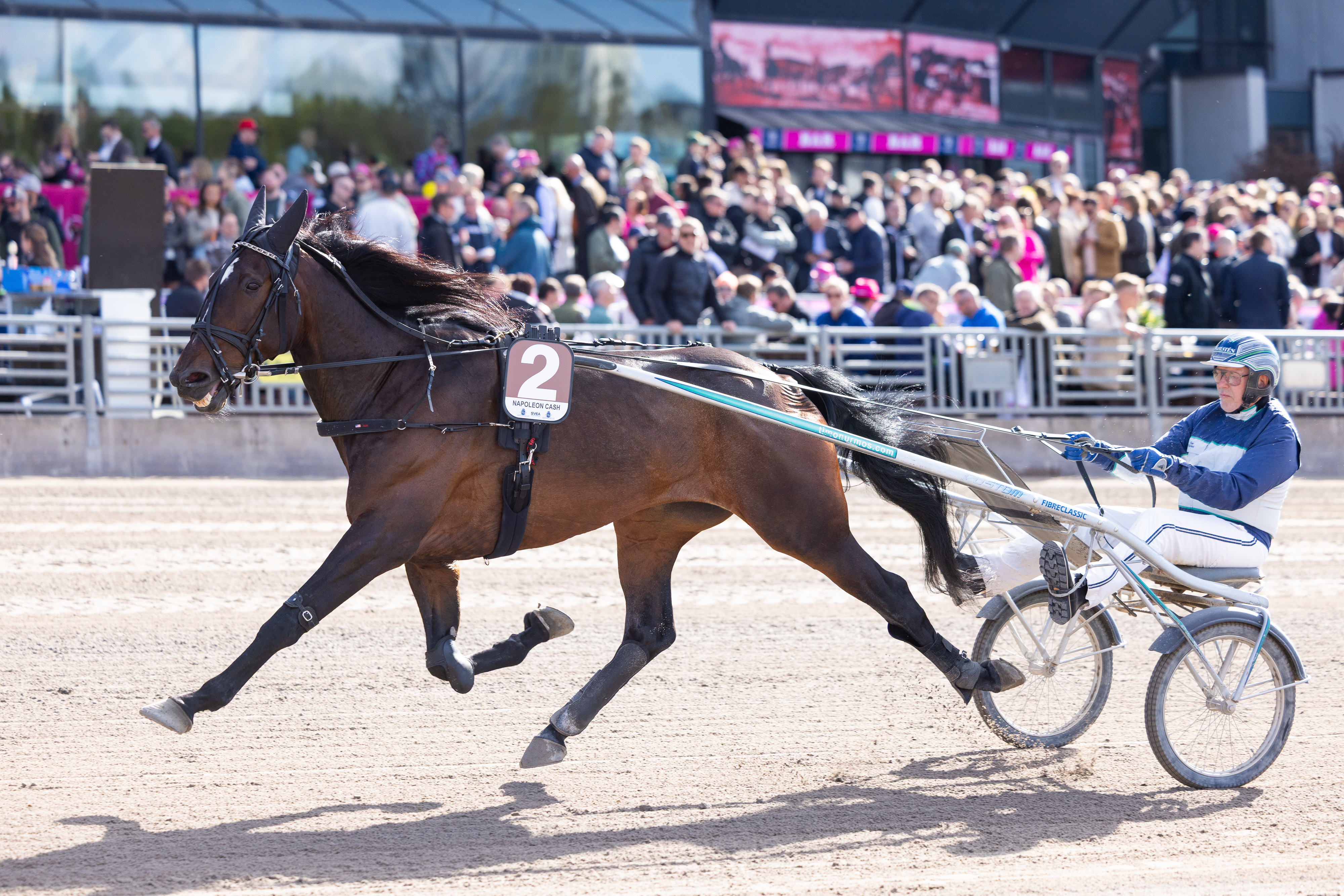 Napoleon Cash valmistautumassa starttiin Timo Nurmoksen kanssa tämän vuoden Elitloppet-lauantaina.