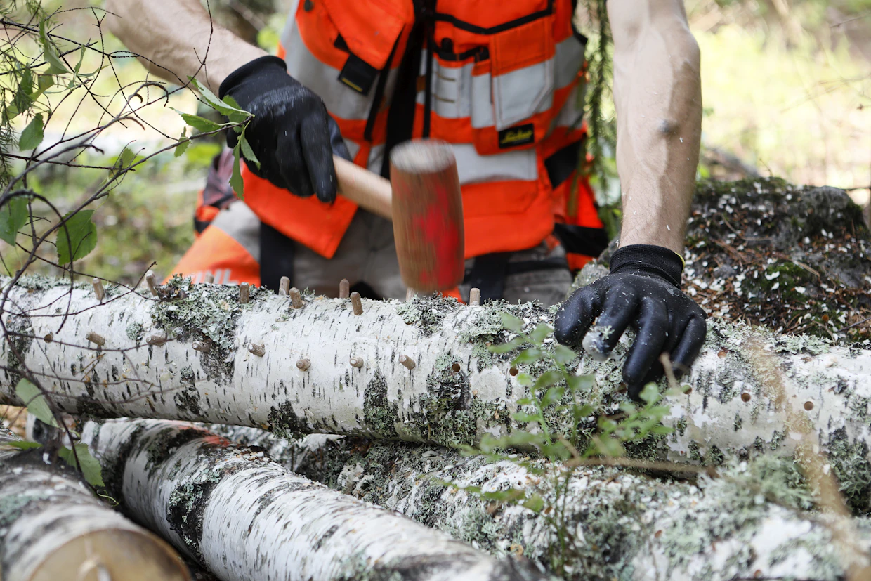 Pakurikäävän ymppäystä koivupölleihin.