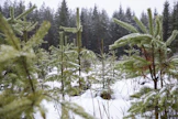 Ruotsin maankäyttösektorin nettonielu oli viime vuonna 50 miljoonaa hiilidioksiditonnia.