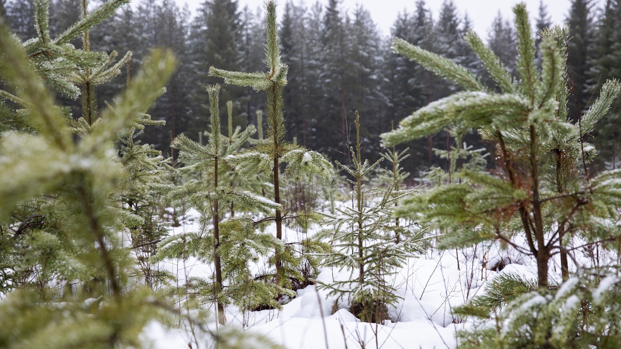Taimikkoa. Kuvituskuva.