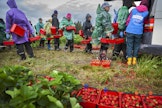 Maatalouslomitus, marja- ja karjatilat sekä metsänhoitotyöt eivät olisi tulleet hoidetuksi pelkästään kotimaisin voimin, kirjoittaja muistuttaa. Arkistokuva. 
