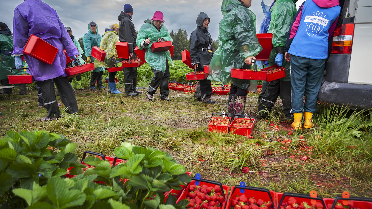 Maatalouslomitus, marja- ja karjatilat sekä metsänhoitotyöt eivät olisi tulleet hoidetuksi pelkästään kotimaisin voimin, kirjoittaja muistuttaa. Arkistokuva.