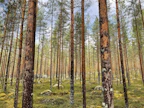 Ilmastonmuutoksen vuoksi kuivuuskaudet yleistyvät ja veden saatavuudesta voi tulla yhä merkittävämpi kasvua ja elinvoimaisuutta rajoittava tekijä.
