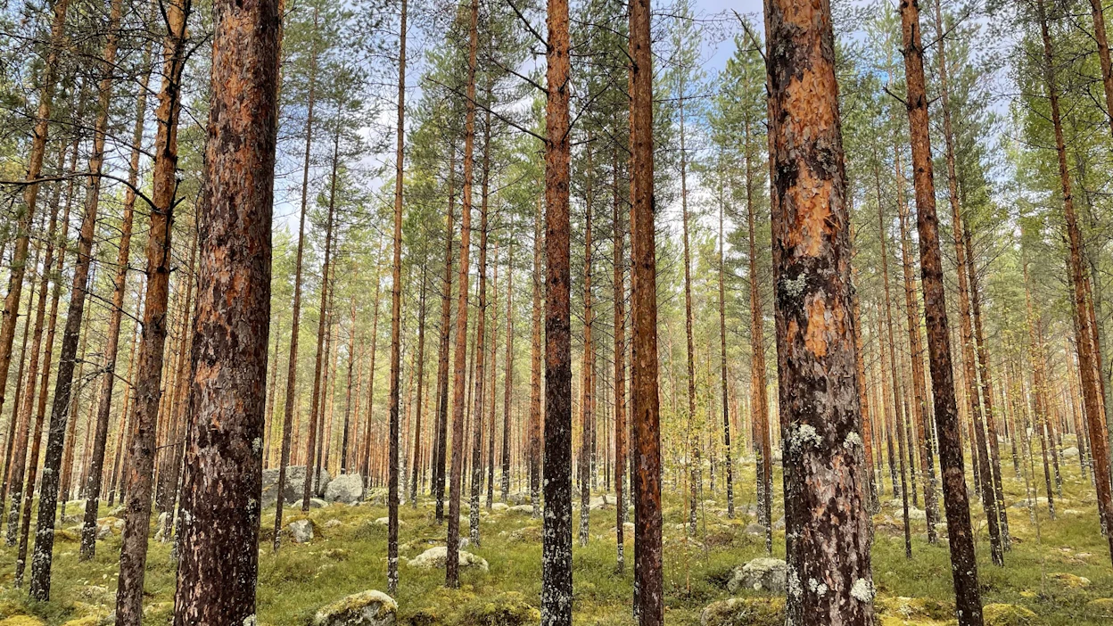 Ilmastonmuutoksen vuoksi kuivuuskaudet yleistyvät ja veden saatavuudesta voi tulla yhä merkittävämpi kasvua ja elinvoimaisuutta rajoittava tekijä.