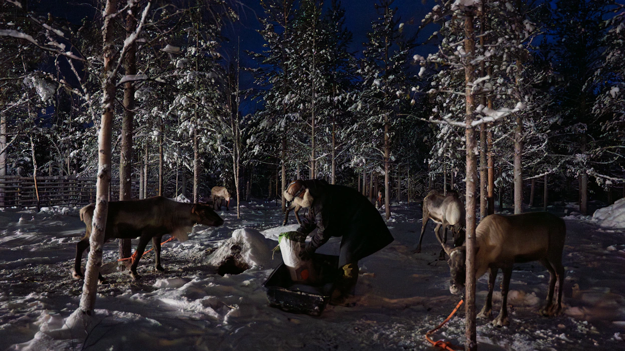 MTK haluaa, että porojen ruokinnasta sovittaisiin aina etukäteen maanomistajan kanssa. Kuvituskuva.