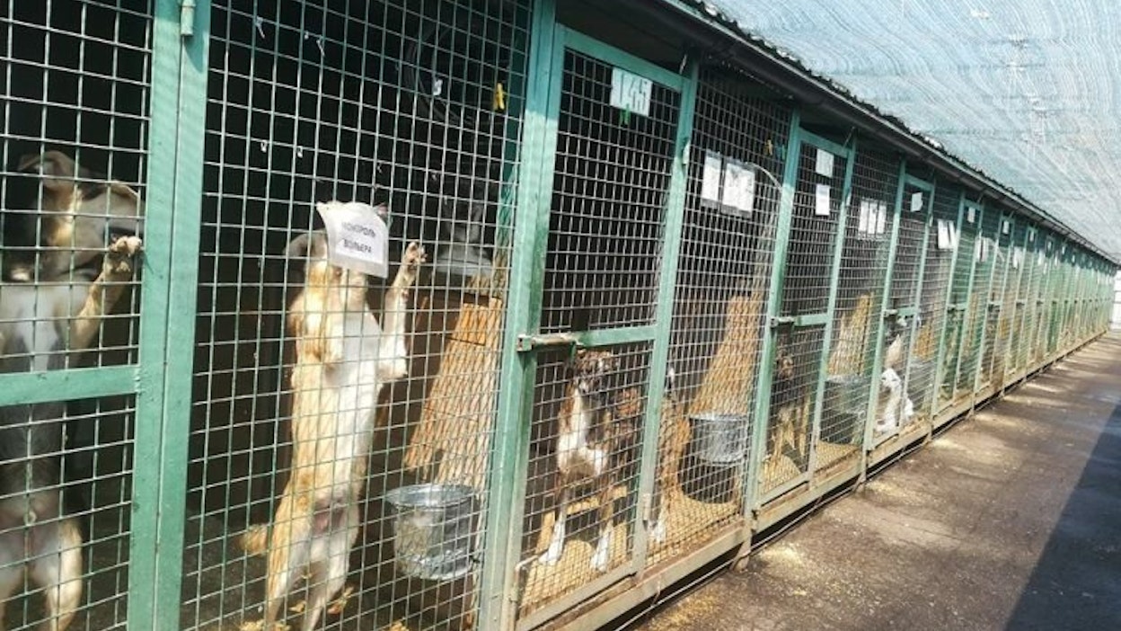 Koirat olivat peräisin moskovalaiselta koiratarhalta.