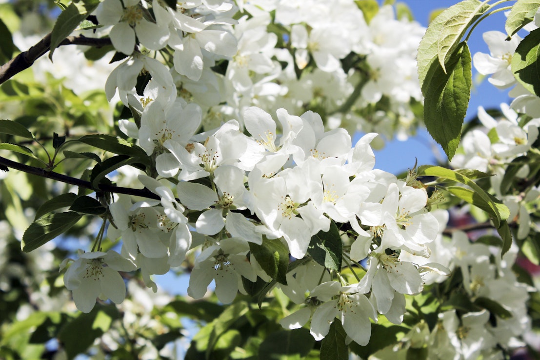 Suomalaiset omenapuut kuuluvat lajinsa pohjoisimpiin. Niiden olemassaolo on myös osoitus monta sataa vuotta jatkuneesta, sinnikkäästä puutarhakulttuurista.