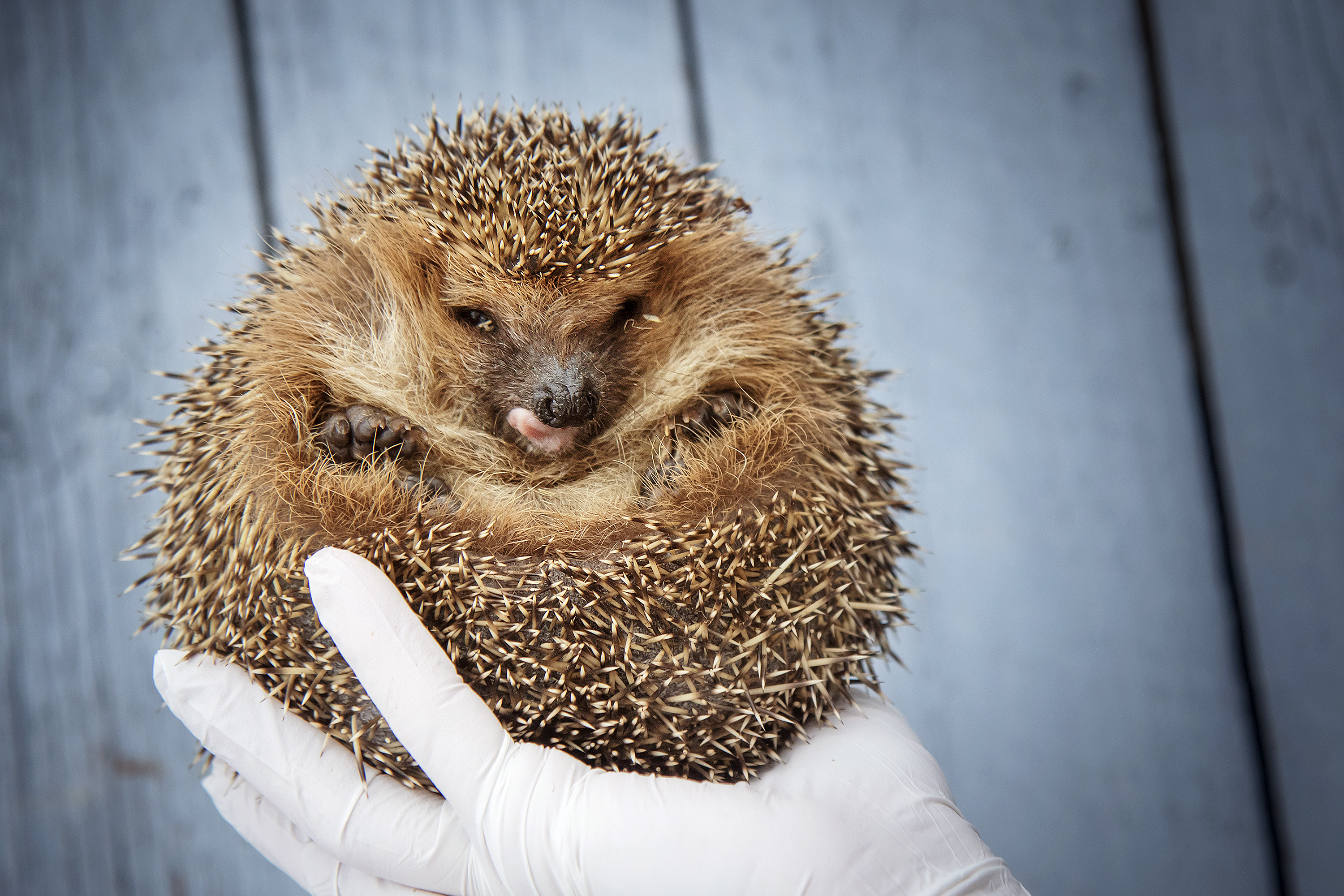 Siilit kohtasivat tutkimuksen mukaan robottiruohonleikkurin keskimäärin hyvin rauhassa tai suorastaan lamaantuen. Kuvituskuva. 