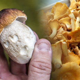 Metsien herkulliset sienet kannattaa hyödyntää ruoanlaitossa sekä säilönnässä.