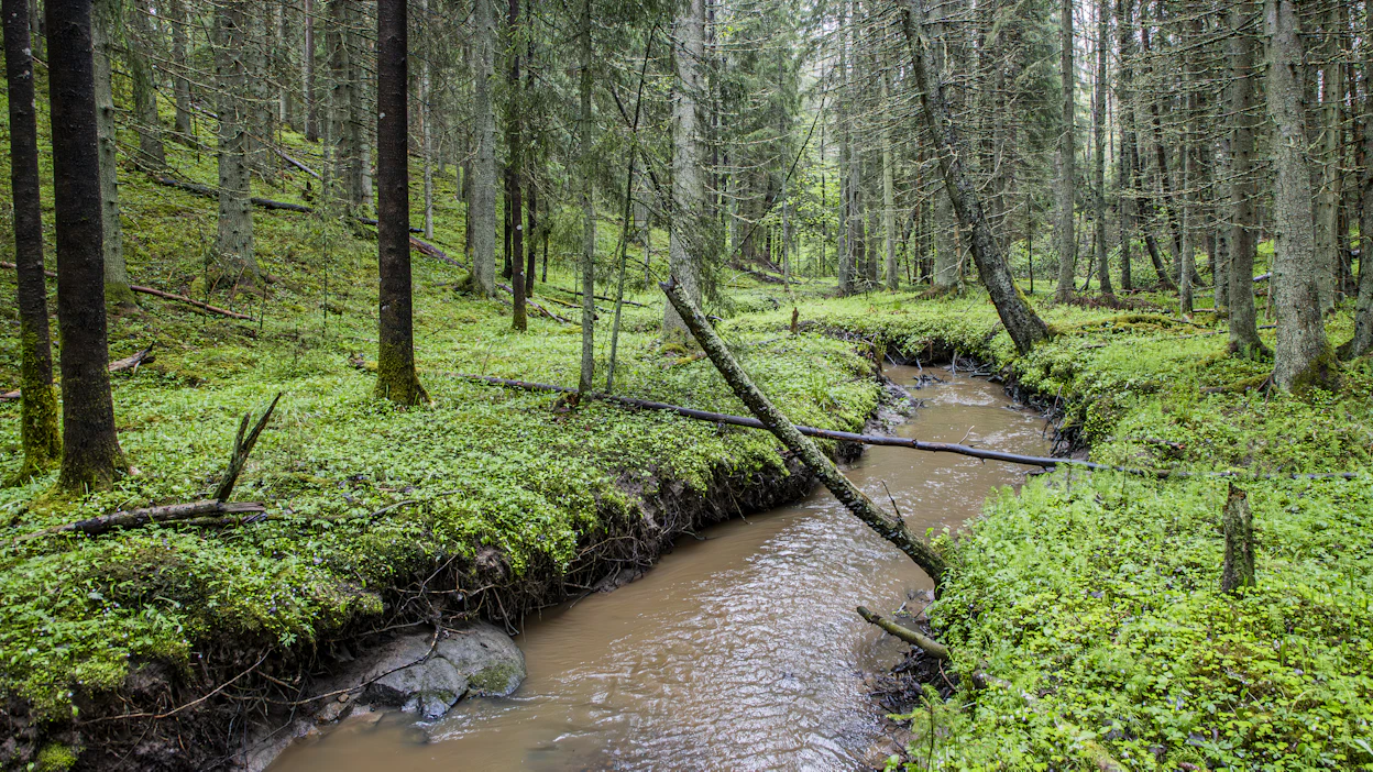 Entistä varovaisemmalla metsämaan käsittelyllä voidaan vähentää maa-aineksen ja ravinteiden huuhtoutumista vesiin.