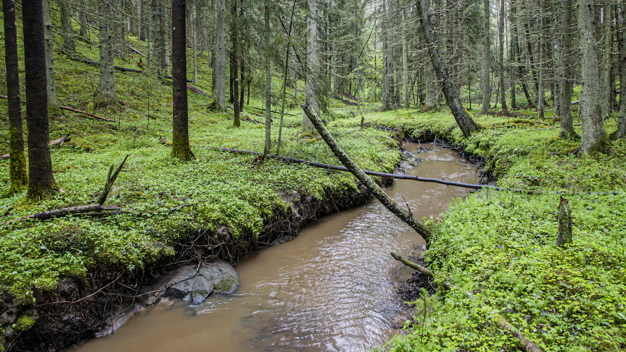 Pelkkä keski-ikä tai lahopuun määrä ei tutkijoiden mukaan riitä vanhan metsän arvon määrittämiseen.