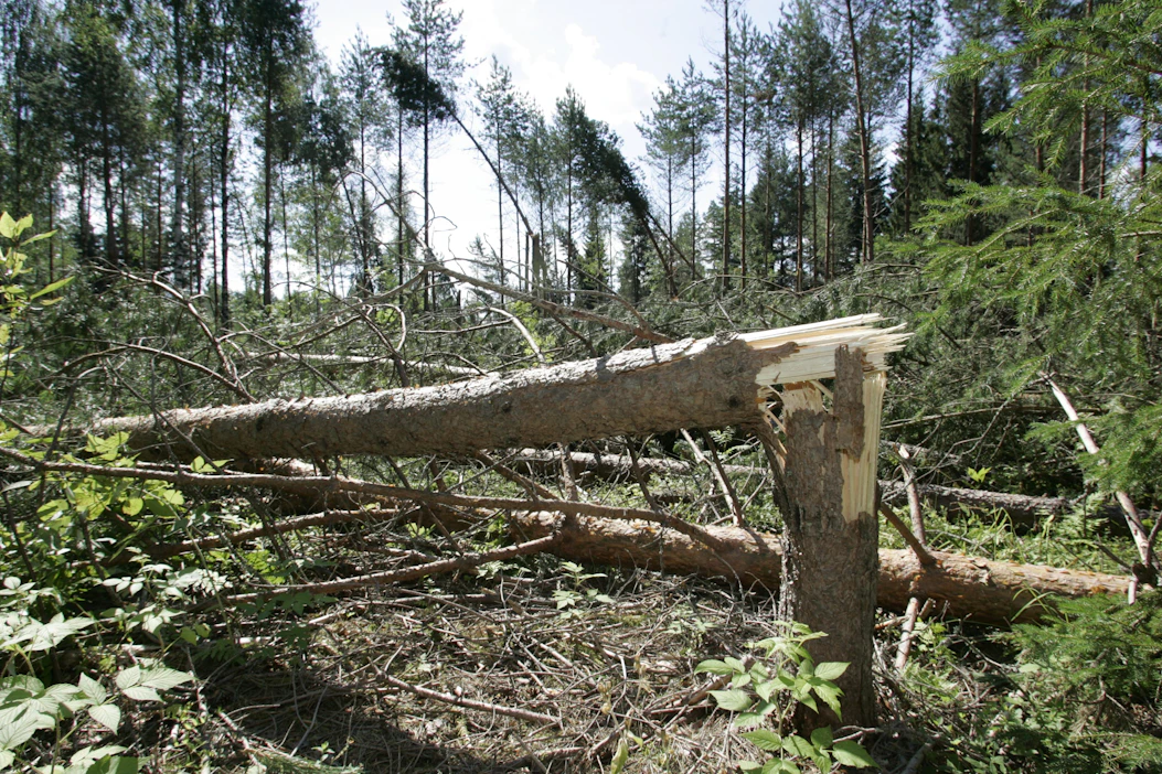 Aarteen lukija muistelee kirjoituksessaan kokemaansa ukkosmyrskyä. ”Meillä ne alueet, joihin ei jäänyt yhtään puuta pystyyn, tehtiin laidunmaaksi.” Kuva on kuvituskuva.