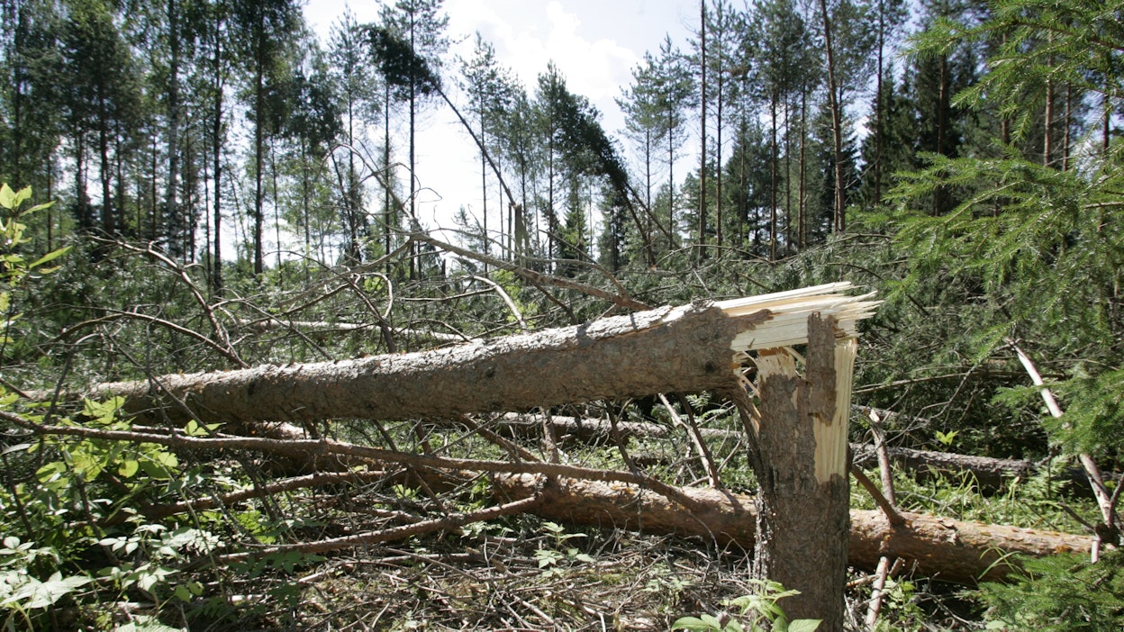 Myrsky katkoi ja kaatoi isoja puita Valkealan Kinansaaressa lähellä Repoveden kansallispuistoa kesällä 2007.