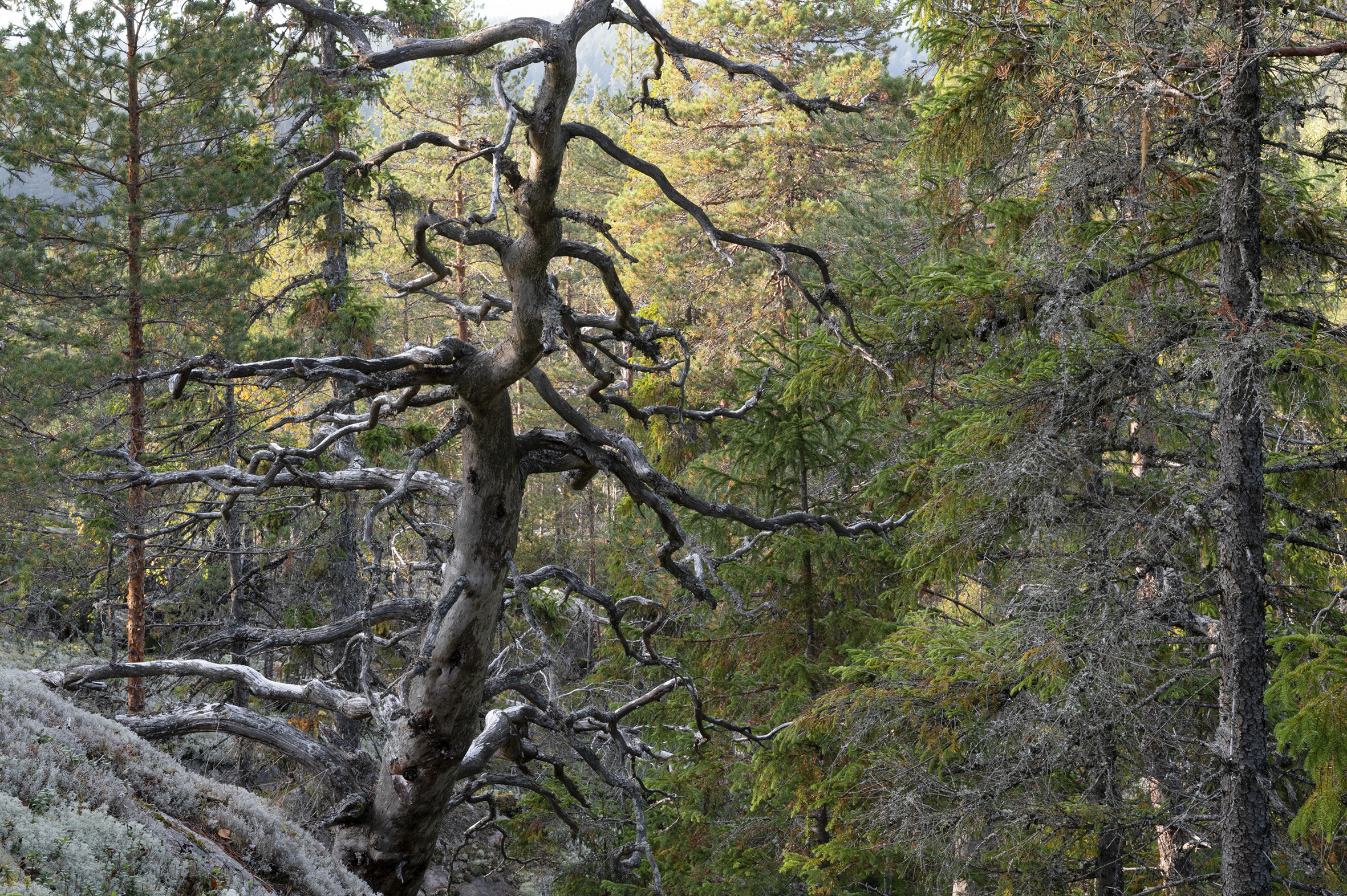 Suojelualue. Kuvituskuva.