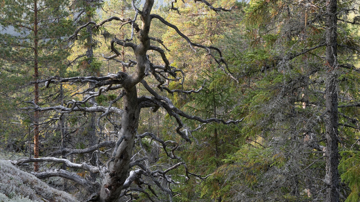Kruunuvuorella on paljon keloja, joiden kiemuraiset oksat kertovat puun pitkästä ja hidaskasvuisesta elämästä.