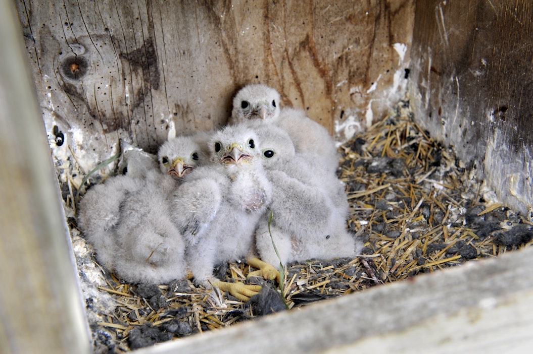 Pesiikö takapihallasi lintuja? Viikonloppuna kerätään tietoja pöntöissä  pesivistä linnuista ympäri Suomen - Lukemisto - Maaseudun Tulevaisuus