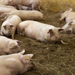 Suomessa vuodelle 2035 eläinten hyvinvointilaissa asetettu ja mahdollisesti peruttava kielto sallisi kirurgisen kastraation vain, kun eläin on nukutettu ja kastraation suorittaa eläinlääkäri. Arkistokuva suomalaiselta sikatilalta.