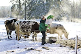 Sukupolvenvaihdoksia on tapahtunut vähäisesti maatiloilla viime vuosien heikon kannattavuuskehityksen aikana. Kuvan henkilö ei liity juttuun.