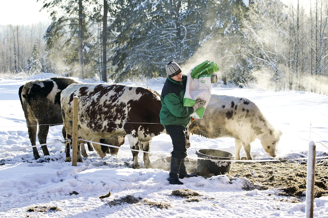 Sukupolvenvaihdoksia on tapahtunut vähäisesti maatiloilla viime vuosien heikon kannattavuuskehityksen aikana. Kuvan henkilö ei liity juttuun.