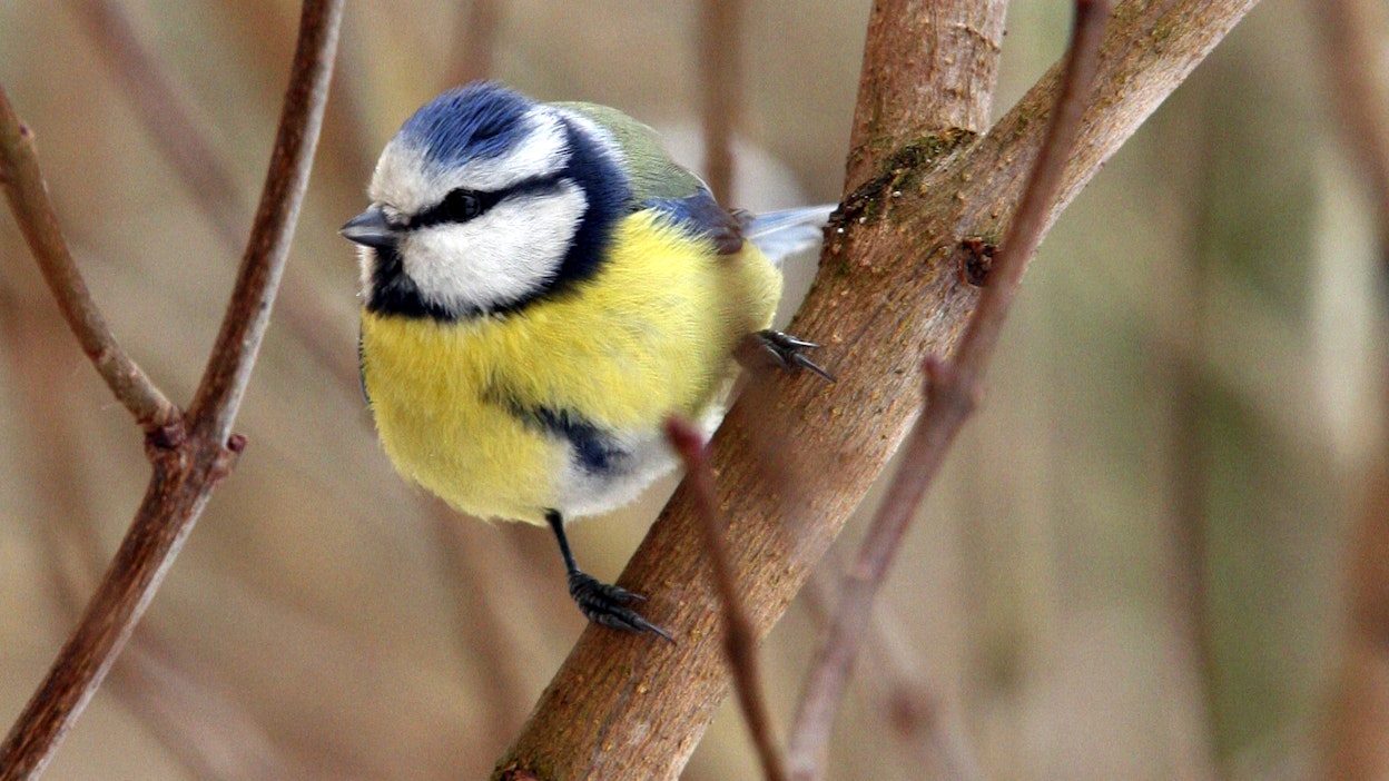 Sinitiaisen tunnistaa siitä, että sillä on päässä sininen baskeri.