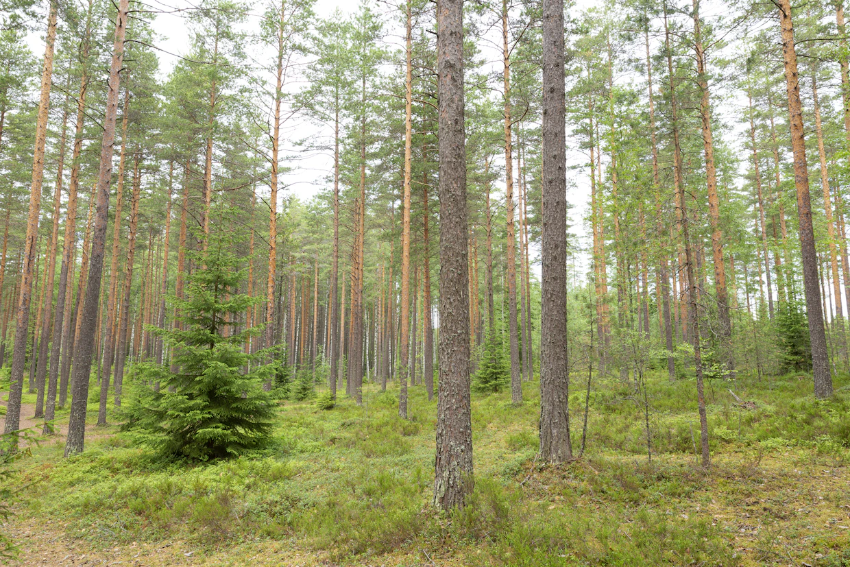 Kouluttautumalla metsänomistaja oppii hoitamaan metsäänsä omien tavoitteidensa mukaisesti.