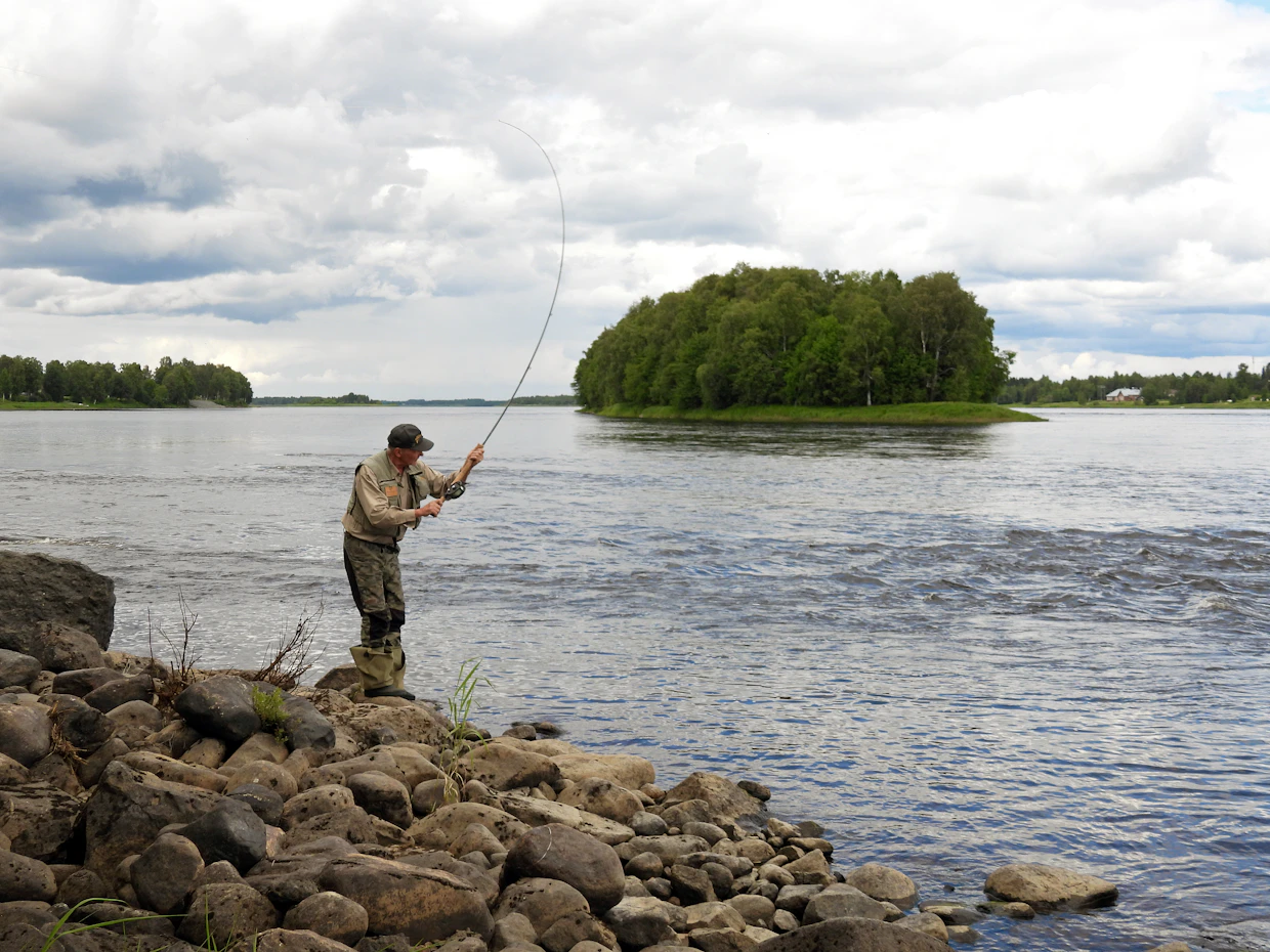 Lohi nappaa perhoon tänä kesänä entistä harvemmin. Heinäkuun puolivälissä Tornionjokeen on noussut noin 20 000 lohta.