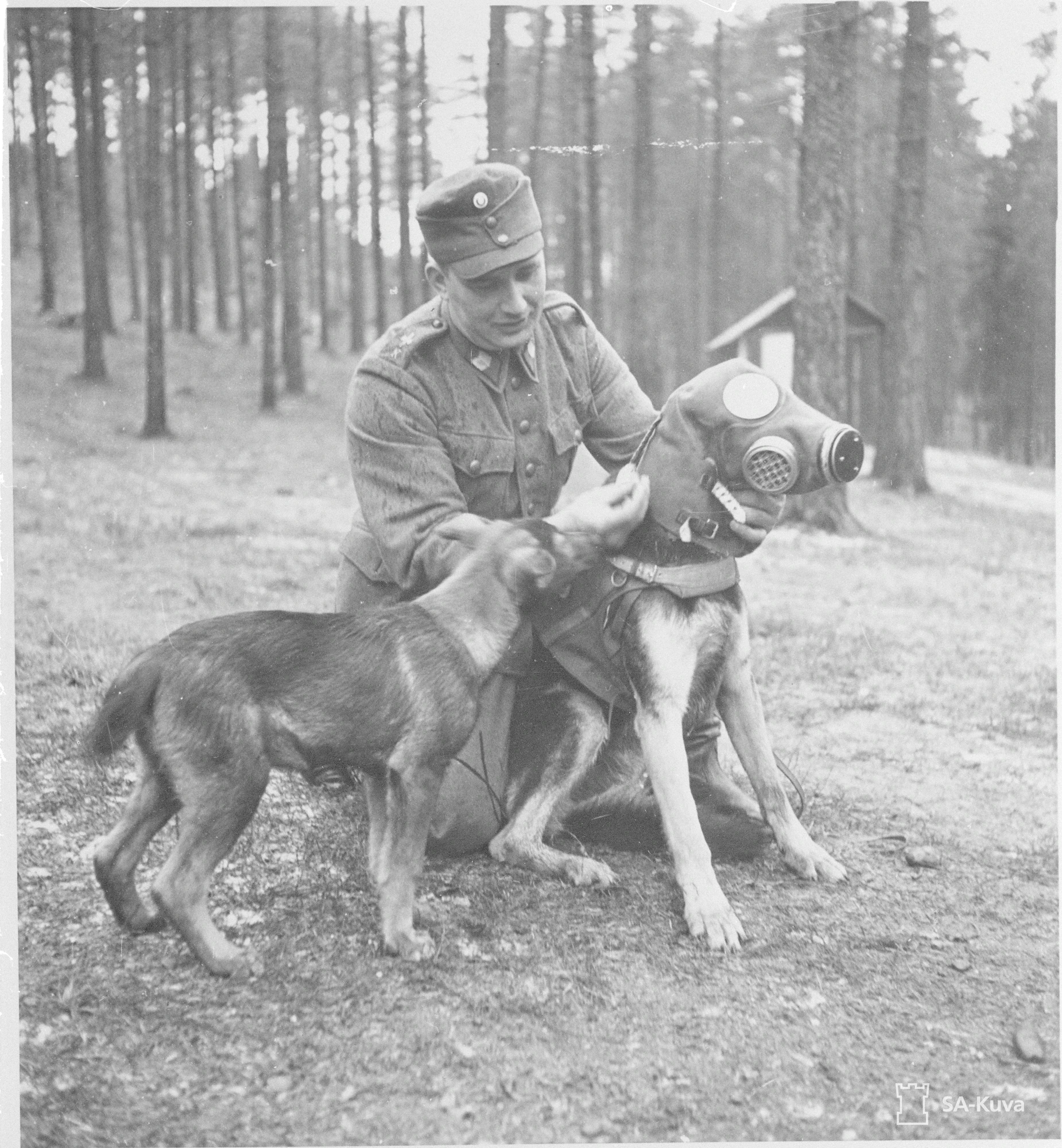 Kaasunaamareita varattiin sotilaiden lisäksi hevosille ja sotakoirille, kuten tässä 1939 Hämeenlinnassa otetussa kuvassa.