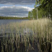 Kaulushaikara piileskelee usein rehevärantaisten lintujärvien ja merenlahtien laajoissa järviruovikoissa.