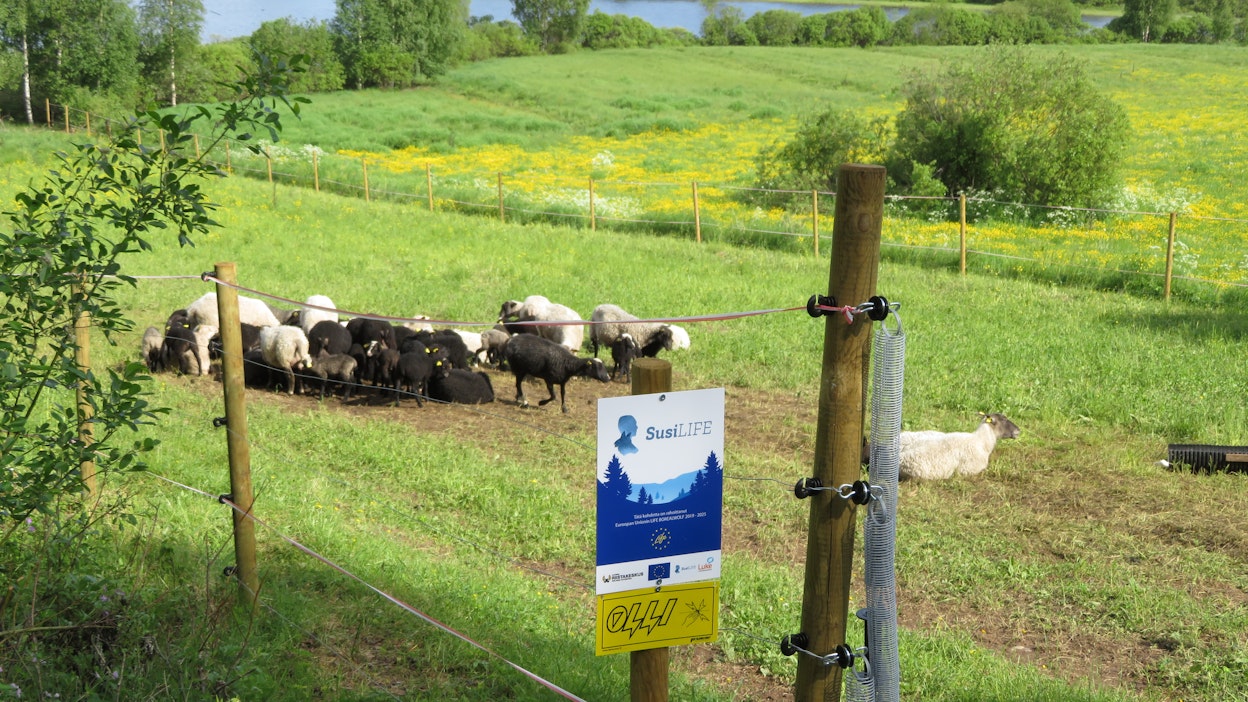 Susiaita. Kuvituskuva.