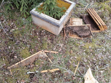 Vaikka mehiläispesien ulkorakenteet säilyivät ehjinä, kakut niiden sisältä oli syöty tai muuten tuhottu.