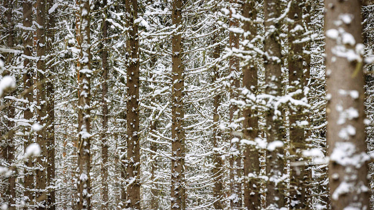 EU tipauttelee metsänkäyttöä koskevia säädöksiä hurjaa vauhtia.