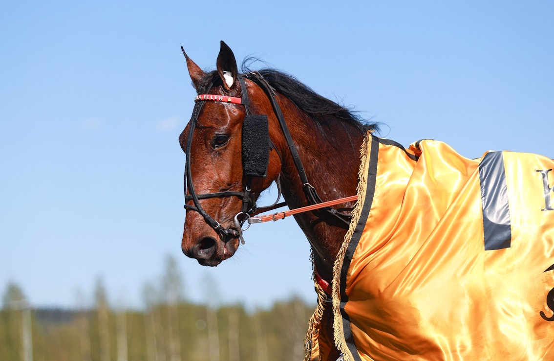 Callela Ellen oli Kuopio Stakesin paras. Finaali oli vasta nelivuotiaan tamman kauden kolmas kilpailu.