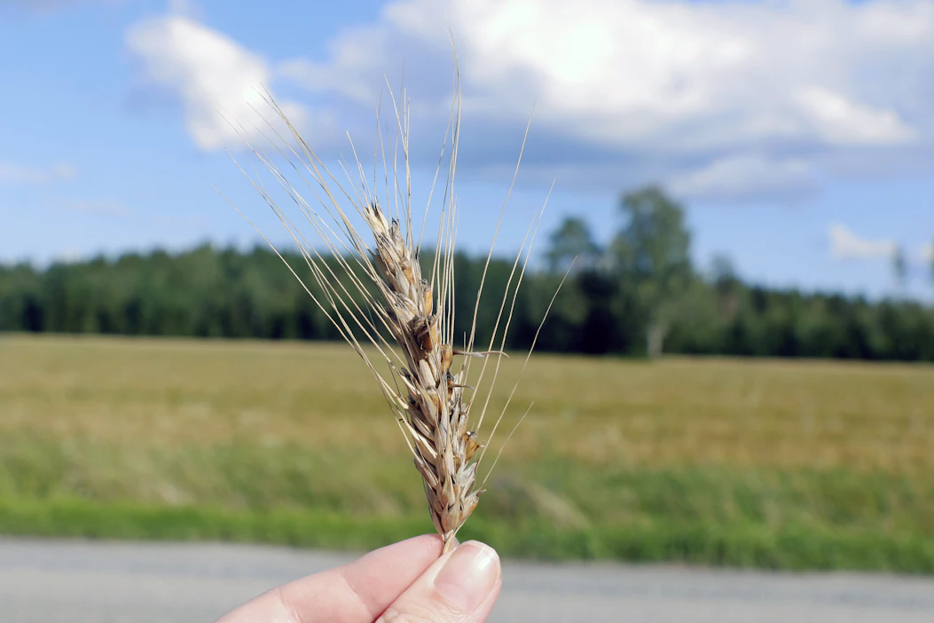 Tänä kesänä ruotsalaisilla pelloilla on nähty runsaasti tähkäidäntää. Kuvituskuva.