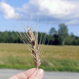 Tänä kesänä ruotsalaisilla pelloilla on nähty runsaasti tähkäidäntää. Kuvituskuva.